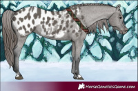 Horse Color:Grullo Appaloosa 