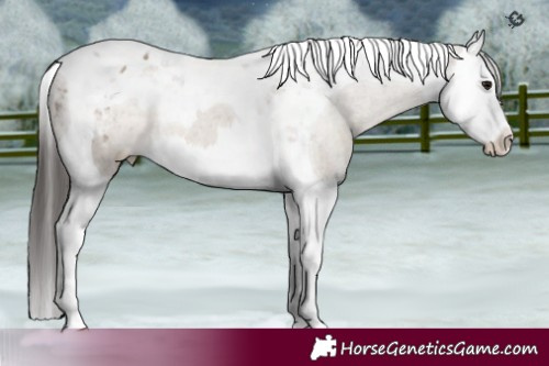 Horse Color:Brown Dun Splash Tobiano Appaloosa 