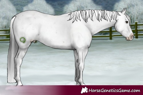 Horse Color:Brown Dun Sabino 