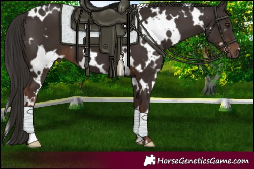 Horse Color:White Spotted Liver Chestnut 