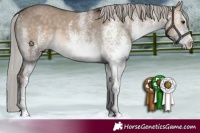 Horse Color:White Spotted Silver Brown Dun Rabicano 