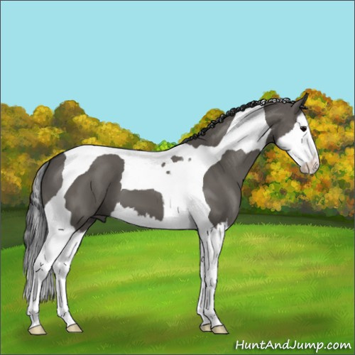 Horse Color:Grullo Splash Tobiano 