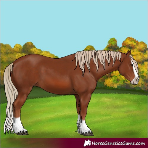 Horse Color:Chestnut Splash Frame 