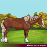 Horse Color:Chestnut Splash Frame 