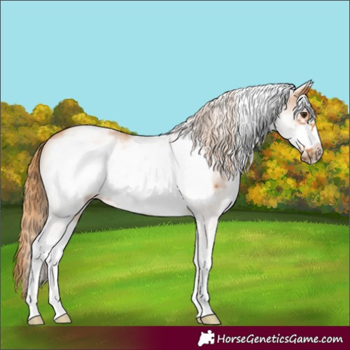 Horse Color:White Spotted Chestnut Frame 