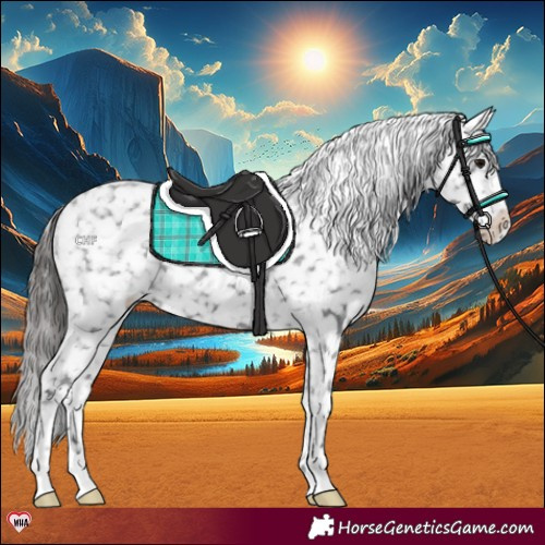 Horse Color:Black Appaloosa Rabicano