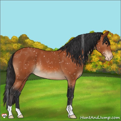 Horse Color:Bay Appaloosa 