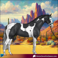Horse Color:Black Splash Tobiano 