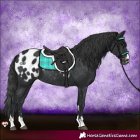 Horse Color:Black Appaloosa Rabicano 