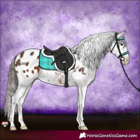 Horse Color:Brown Appaloosa