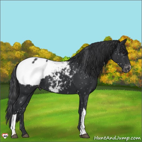 Horse Color:Black Appaloosa 