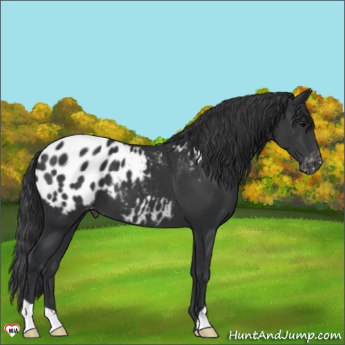 Horse Color:Black Appaloosa 