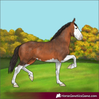 Horse Color:Bay Splash 