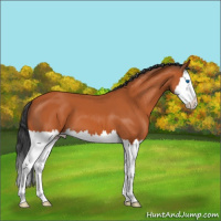 Horse Color:Bay Splash 