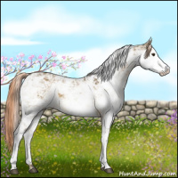 Horse Color:Chocolate Palomino Dun Sabino 