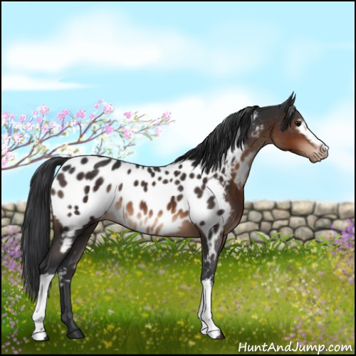 Horse Color:White Spotted Brown Appaloosa 