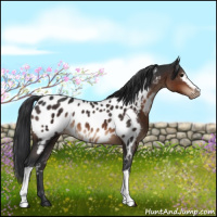 Horse Color:White Spotted Brown Blanket 