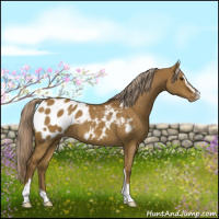 Horse Color:Chocolate Palomino Dun Sabino Blanket 