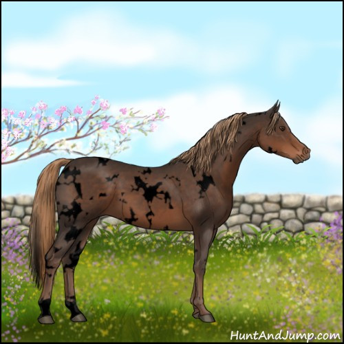 Horse Color:Void White Spotted Liver Chestnut