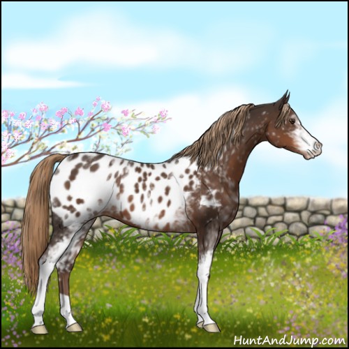 Horse Color:White Spotted Liver Chestnut Appaloosa 