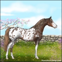 Horse Color:White Spotted Liver Chestnut Appaloosa 