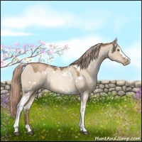 Horse Color:White Spotted Liver Red Dun Pearl