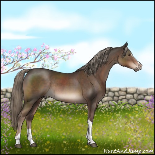 Horse Color:Liver Chestnut Mushroom Sabino Tobiano Rabicano 