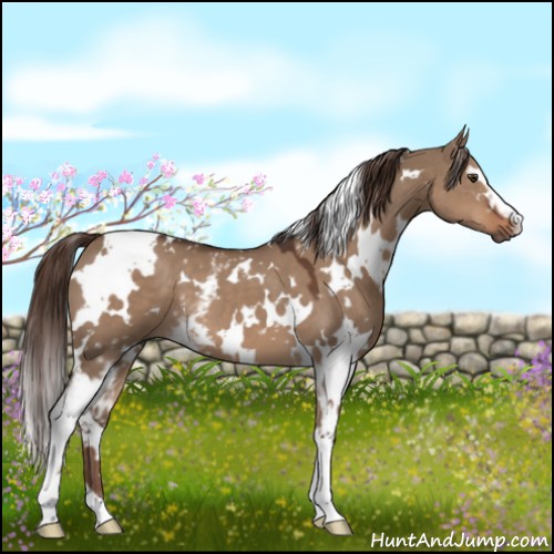 Horse Color:White Spotted Liver Red Dun