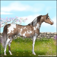 Horse Color:White Spotted Liver Red Dun 