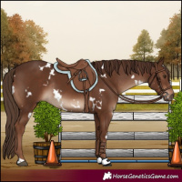 Horse Color:White Spotted Liver Chestnut Rabicano 