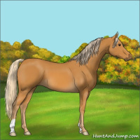 Horse Color:Palomino