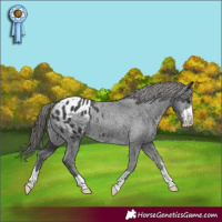 Horse Color:Black Appaloosa Rabicano 