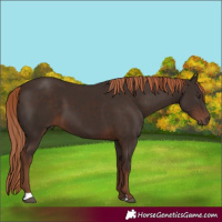 Horse Color:Liver Chestnut 