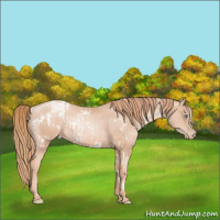 Horse Color:White Spotted Gold Champagne Pearl Rabicano and Gold Champagne Pearl Rabicano