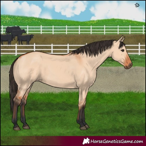 Horse Color:Bay Dun
