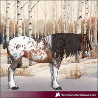 Horse Color:Bay Sabino Tobiano Appaloosa 