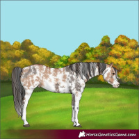 Horse Color:Brown Dun Sabino Appaloosa Rabicano  and Bay Dun Sabino Rabicano 