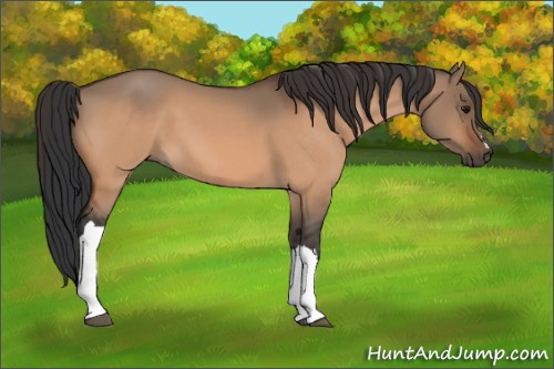 Horse Color:Bay Dun 
