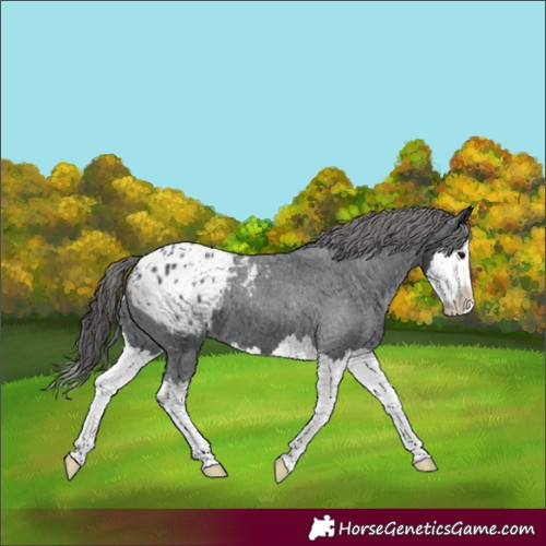 Horse Color:Black Splash Appaloosa 