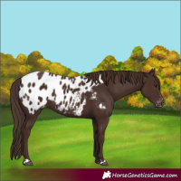 Horse Color:Liver Chestnut Appaloosa 