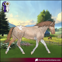 Horse Color:Red Dun Tobiano Appaloosa 