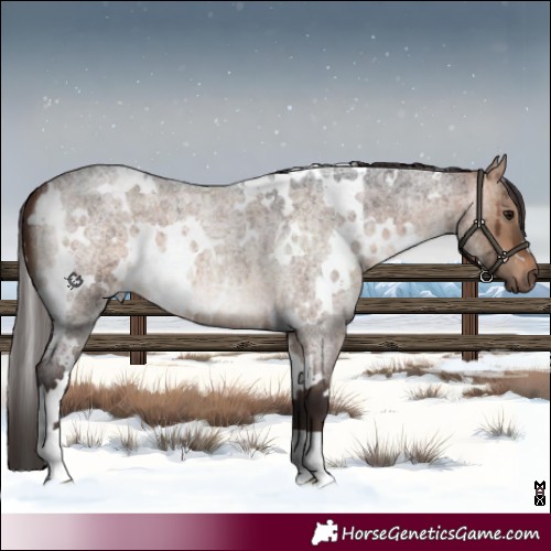 Horse Color:White Spotted Bay Roan Dun Brindle 
