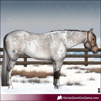 Horse Color:White Spotted Bay Roan Dun Brindle