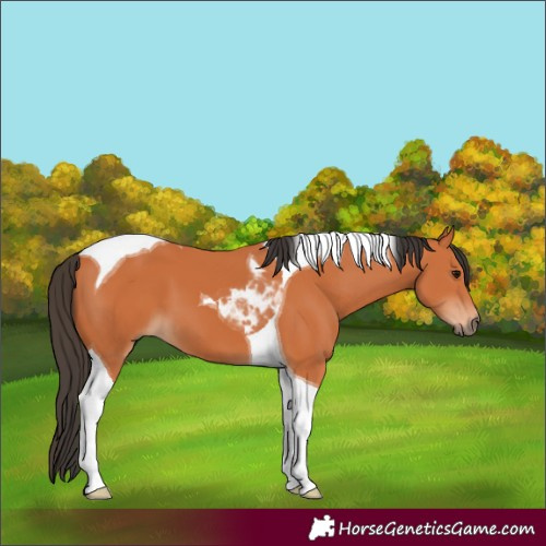 Horse Color:Bay Tobiano 