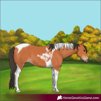 Horse Color:Bay Tobiano 