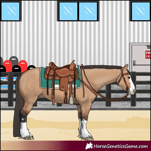 Horse Color:Bay Dun 