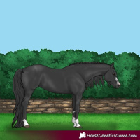 Horse Color:Black 