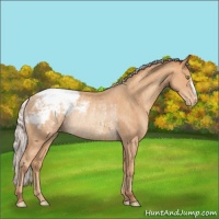Horse Color:Silver Amber Champagne Appaloosa Rabicano 