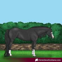 Horse Color:Black 