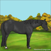 Horse Color:Black 